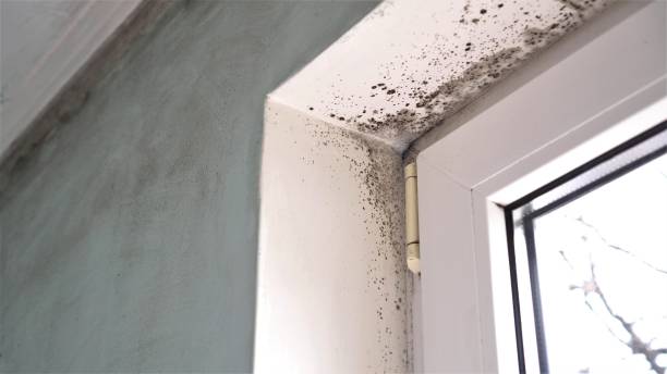 Best Mold Damage Repair  in Fairfield Glade, TN