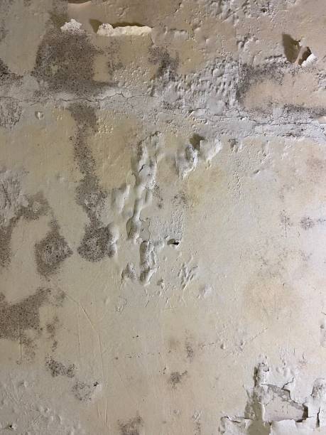 Best Attic Mold Removal  in Fairfield Glade, TN
