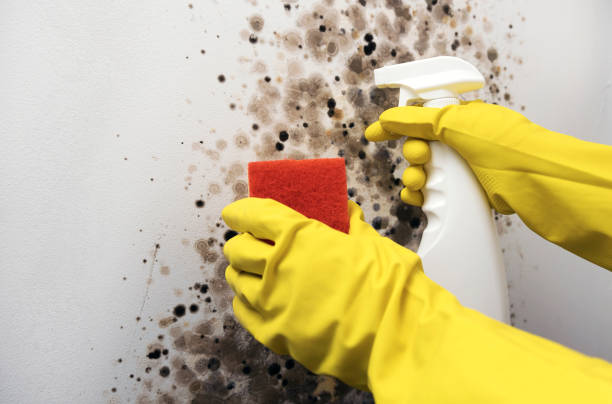 Best Mold Removal Process  in Fairfield Glade, TN