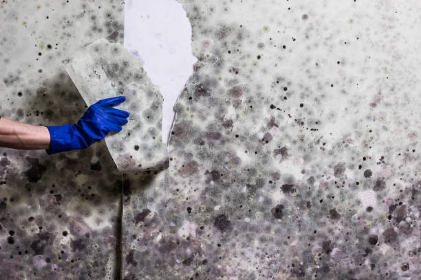 Best Fast Mold Removal  in Fairfield Glade, TN