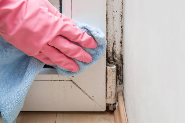 Best Residential Mold Removal  in Fairfield Glade, TN